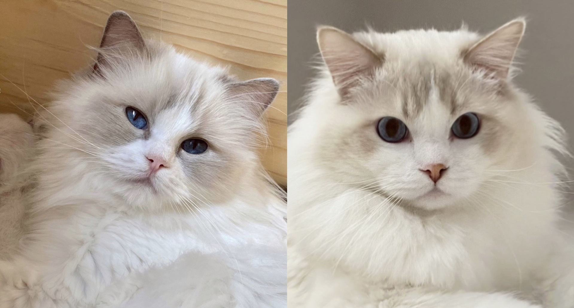 parents Nais & Snow