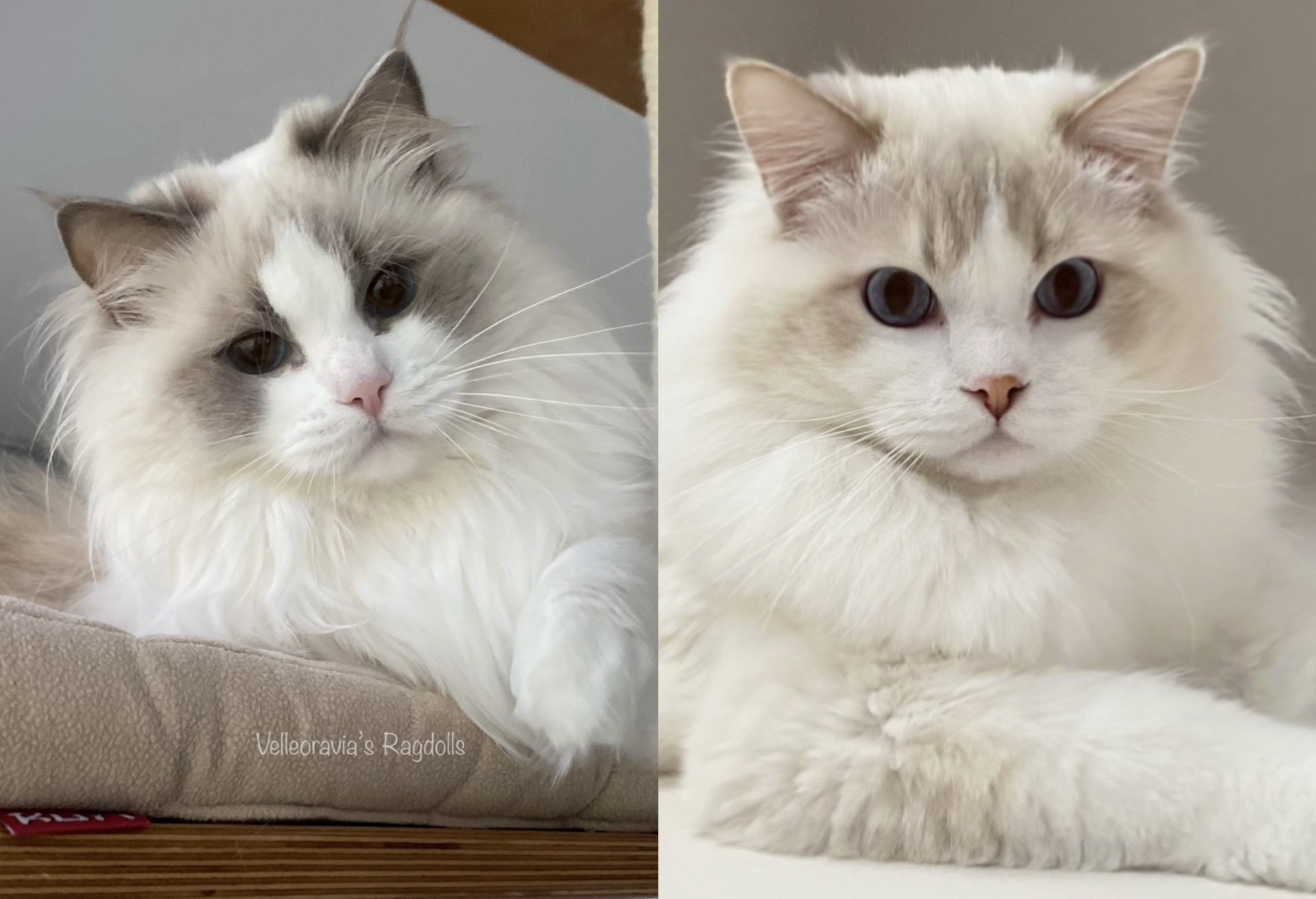 parents Halloumi & Snow
