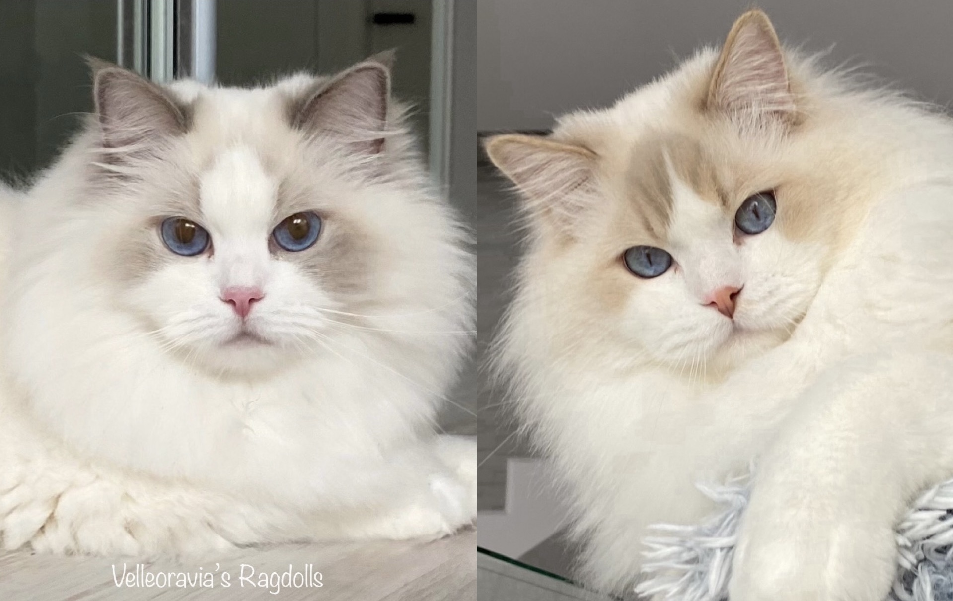 parents Vaiana & Snow